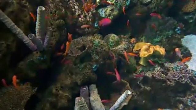 fish 375 смотреть онлайн