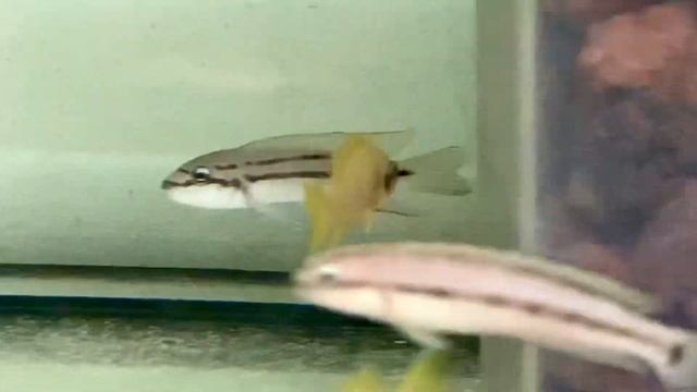 Neolamprologus helianthus Kitumba F1 смотреть онлайн