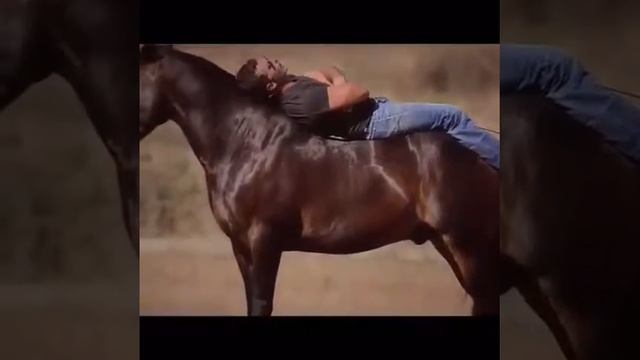 Как красиво танцует лошадь! смотреть онлайн