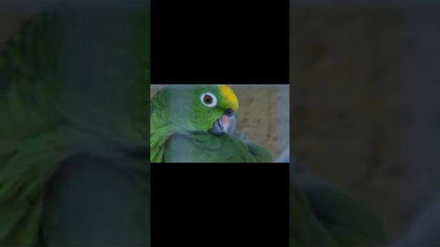 2023 Animals video for kids. животные для детей. болалар учун видео. смотреть онлайн