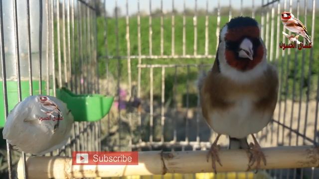 مقنين تيواواطي - تغريد الحسون طيواواطي قالوبي. سرفاتي смотреть онлайн