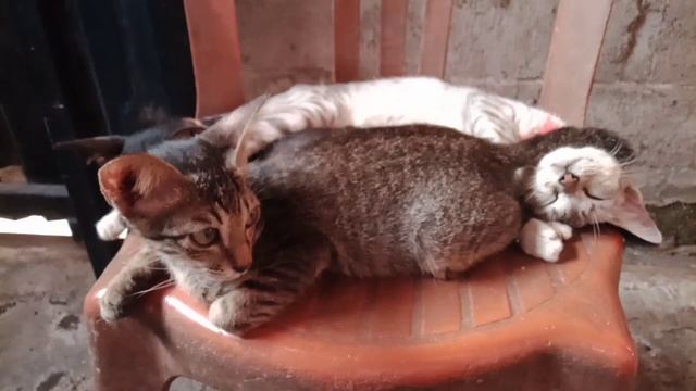 Cats relaxing on chair | cute cats vidios #cutecat #catrelaxing смотреть онлайн