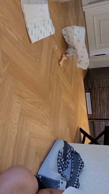 [우리본정형외과] 쉬는시간-흑싸리 싫어! baby puppy wanna get spade ace! смотреть онлайн