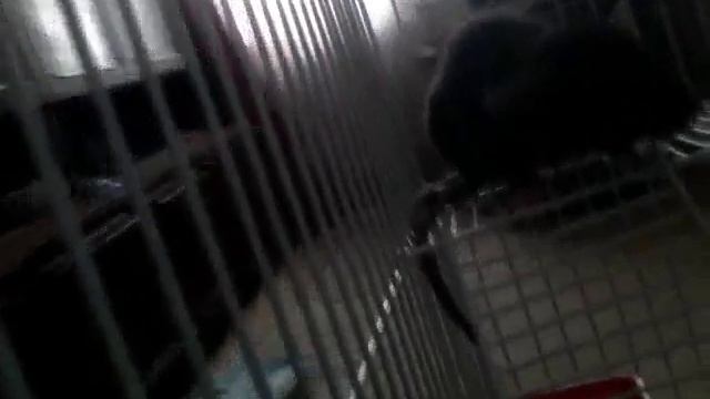 Мой питомец по имени "Мистюша". смотреть онлайн