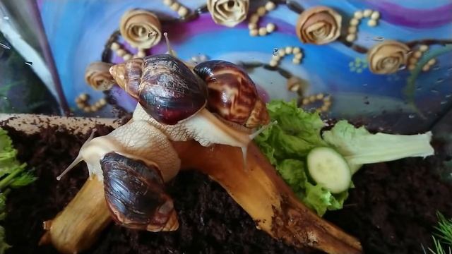 Медитация Ахатины смотреть онлайн