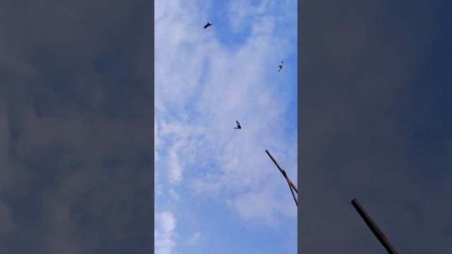 Мои голуби. смотреть онлайн