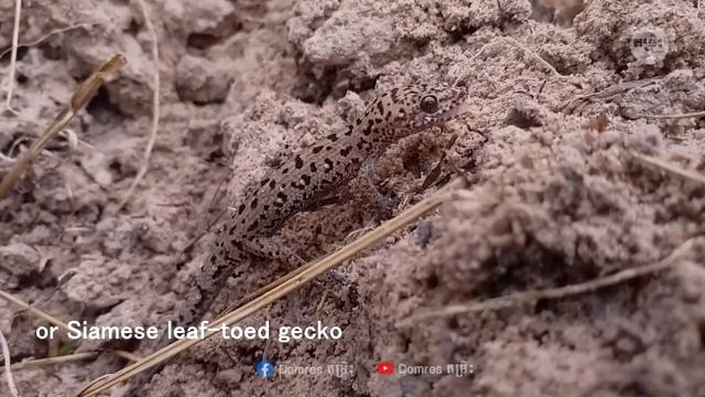 សត្វជីញចក់ (The Siamese leaf-toed gecko (Dixonius siamensis) 🦎) смотреть онлайн