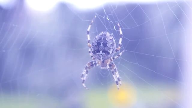 #Spider смотреть онлайн