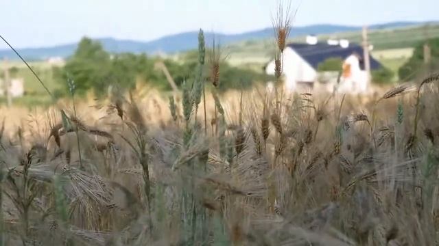 Atmosphere Of The Village