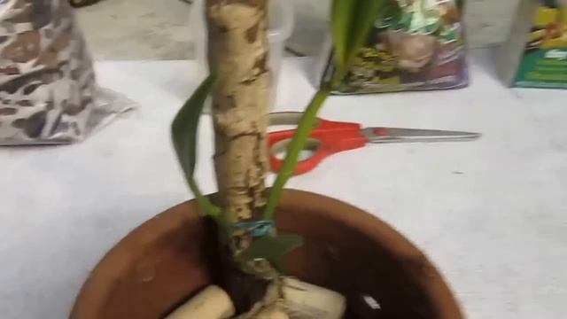 Orquídeas Cattleyas смотреть онлайн