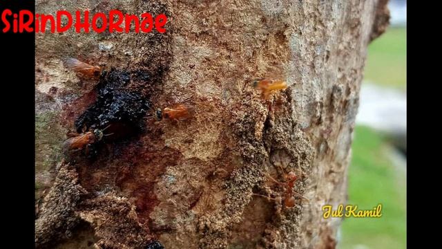 JENIS TRIGONA/KELULUT/KLANCENG UNIK DAN MENARIK TAPI TIDAK DIREKOMENDASIKAN/COCOK UNTUK BUDIDAYA смотреть онлайн