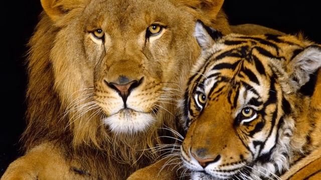 МОЁ СЛАЙД-ШОУ смотреть онлайн