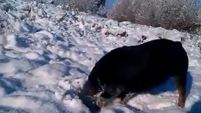 ЗВЕРЬ ВЫХОДИТ НА СВОЙ ПЕРВЫЙ СНЕГ. смотреть онлайн