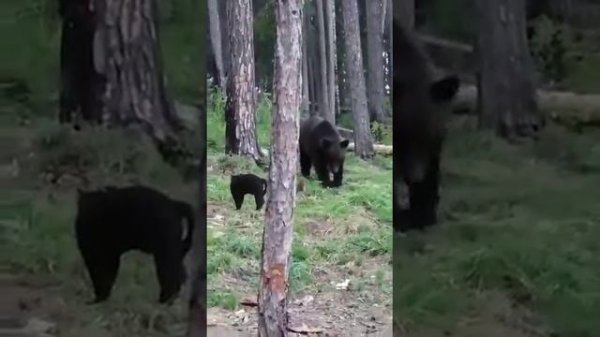 Кот прогоняет медведя