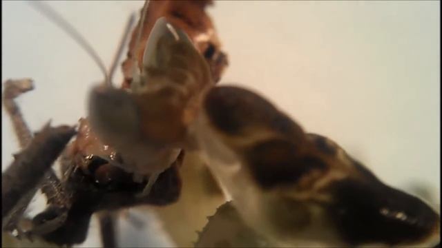 Creobroter pictipennis eats Leaf-Footed Stink Bug смотреть онлайн