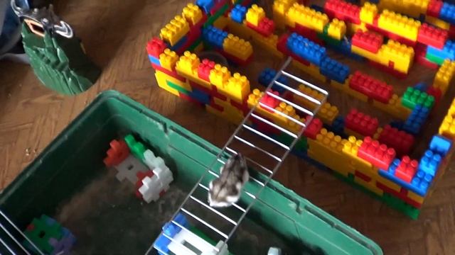 Джунгарский хомячок и хомколенд. смотреть онлайн