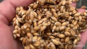 Как я проращиваю пшеницу овёс ячмень мой печальный опыт об частом кормлении пророщенным зерном