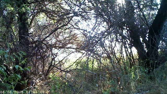 Семейка степной кошки