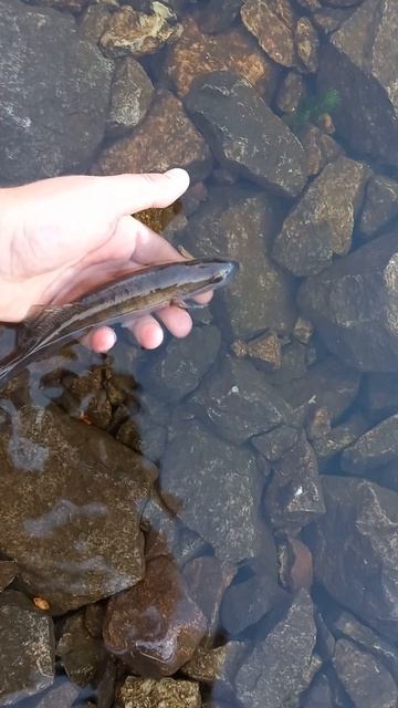 #київ #дніпро #nature #fishing #fish #судак #НН #13 июня 2024 г. смотреть онлайн