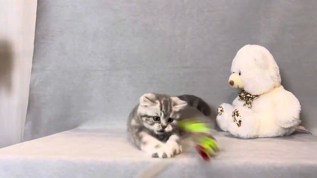 Британская мраморная кошечка. 2 месяца смотреть онлайн