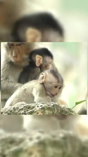 #Shorts Help naming newborn baby monkey episode #7 смотреть онлайн