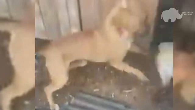 RAPOSA NÃO SABIA QUE O CACHORRO ESTAVA ATRÁS DELA смотреть онлайн
