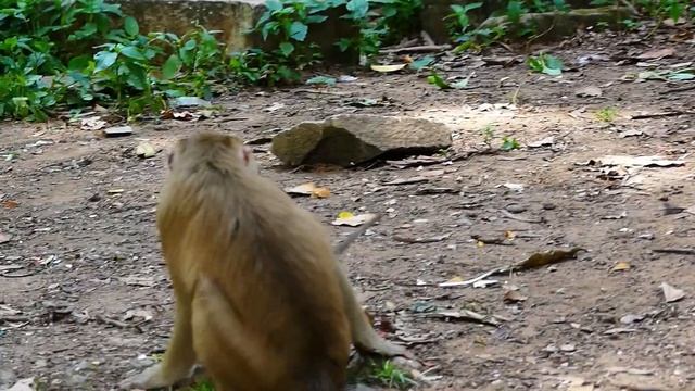 OhGod... Cute Baby. What Happened Baby? | Nice Clip Baby Monkey | Cute Baby