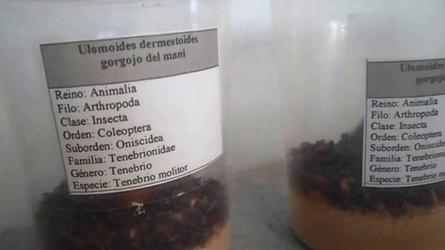 Ulomoides dermestoides - gorgojo del mani смотреть онлайн