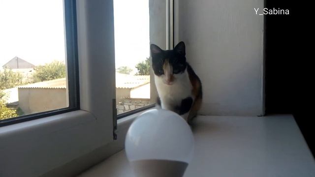 КОШКА ИСПУГАЛАСЬ ОБЫЧНОЙ ЛАМПОЧКИ ) #КОТЕНОК смотреть онлайн