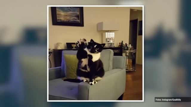 E Goal Kitty y su cómica cuenta de Instagram | El Pulso | Entretenimiento смотреть онлайн