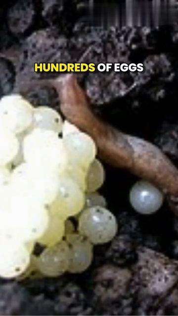 slugs have thousands of microscopic teeth #funfact #Snappystories #animals #Shorts смотреть онлайн