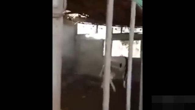 ПРИКОЛЫ С ЖИВОТНЫМИ подборка смех до слез 2017 #2 смотреть онлайн