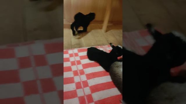 овца окатила в -30 смотреть онлайн