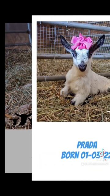 Syman says farms 2022 kidding season смотреть онлайн