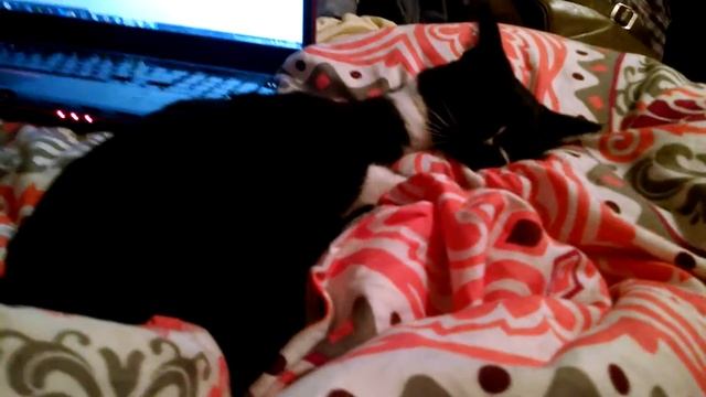 Злая кошка | Angry Cat смотреть онлайн