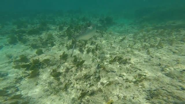 KZ Tarpon 2 Grand Cayman 7/30/14 смотреть онлайн