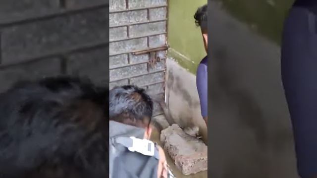 snake attack caught on camera, big snake 🏘️ live streaming video।🐍🐍🐍🐍 смотреть онлайн
