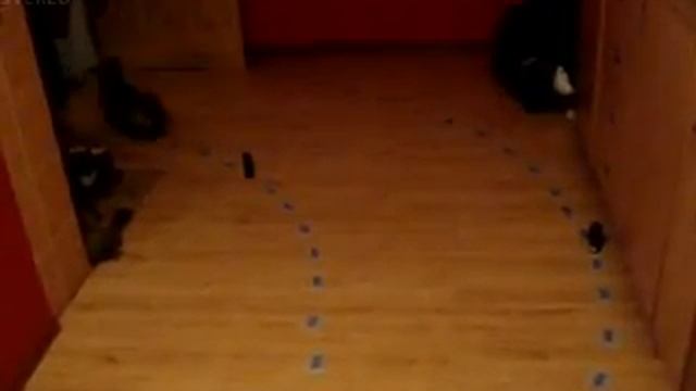 Tokyo drift cats смотреть онлайн