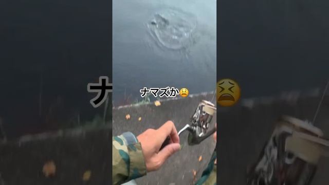 ナマズです🤣ウグイ泳がせバス釣り　2023.7.20 #琵琶湖バス釣り #ナマズ釣り #彦根港バス釣り釣り　#ウグイ泳がせバス釣り смотреть онлайн