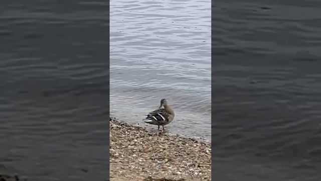 У утки есть чему поучиться смотреть онлайн