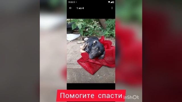 Помогите спасти малыша🙏 Выбросили на улицу, на верную смерть. Разве это люди, это подлые твари смотреть онлайн