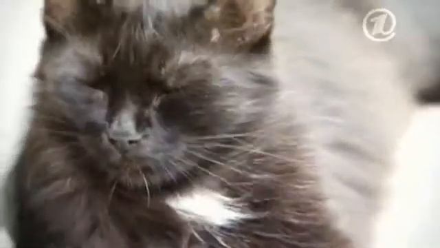 Прохор Шаляпин - Дорогой Барбос, Первый канал смотреть онлайн