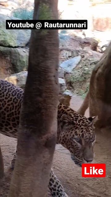 🐯 Big Cats #short #shorts 🐅 смотреть онлайн