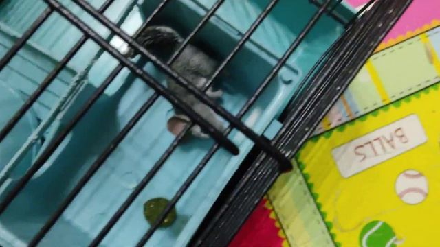 шиншилла спит в разломанный клетки смотреть онлайн