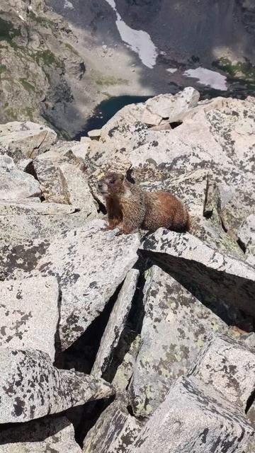 Yellow-bellied marmot, rock chuck смотреть онлайн