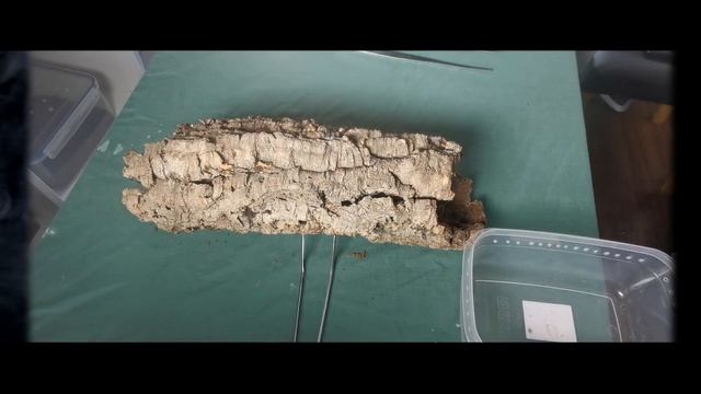 Poecilotheria rufilata (red slate ornamental) rehouse смотреть онлайн