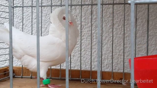 Altholländische Kapuziner Tauben ♡, Weiß ♡, Old Dutch Capuchine pigeons ♡, white ♡, смотреть онлайн