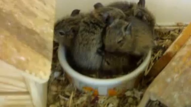 degu family смотреть онлайн