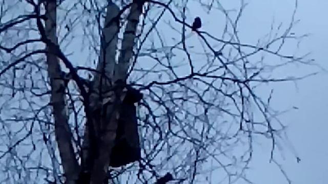 Скворцы прилетели смотреть онлайн