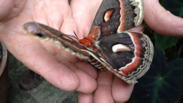 Hyalophora Cecropia Moth смотреть онлайн